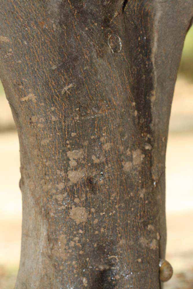              Bark (Riverside, CA)       